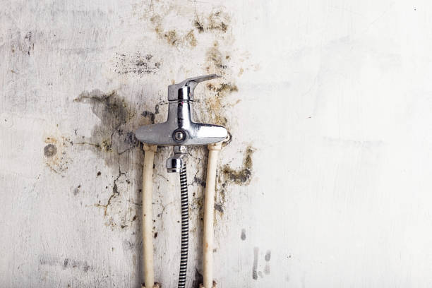 Best Preventive Mold Services in Bridge City, LA
