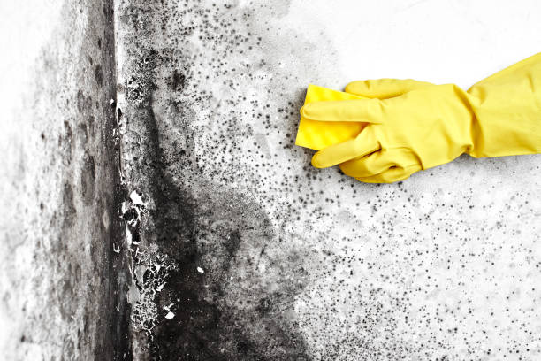 Best Emergency Mold Remediation in Bridge City, LA