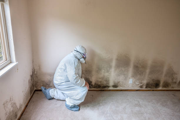 Bridge City, LA Mold Remediation Company
