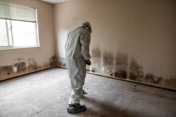 Best DIY Mold Remediation Support Services in Bridge City, LA